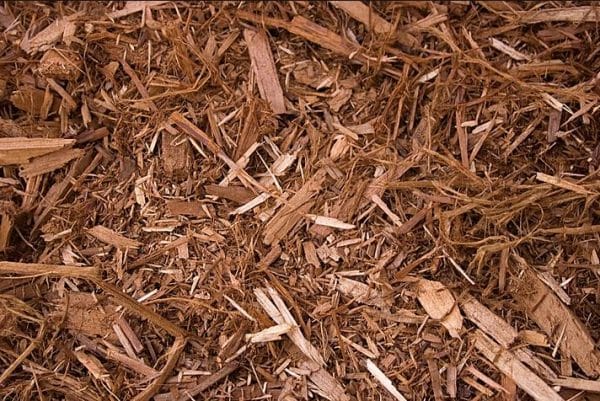 Western Red Cedar